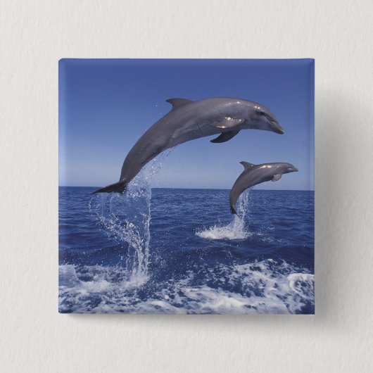 Karibik, Bottlenose Button (Vorderseite)