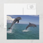 Karibik, Bottlenose Delphine Tursiops 13 Postkarte (Vorne/Hinten)