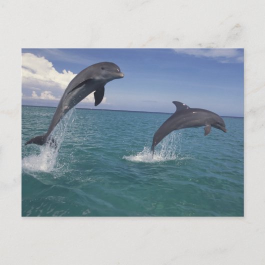 Karibik, Bottlenose Delphine Tursiops 13 Postkarte (Vorderseite)