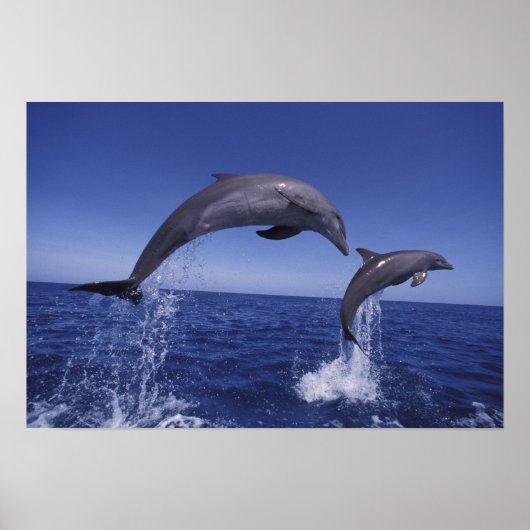 Karibik, Bottlenose Delphine Tursiops 7 Poster (Vorne)