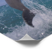 Karibik, Bottlenose Delphine Tursiops 8 Poster (Ecke)