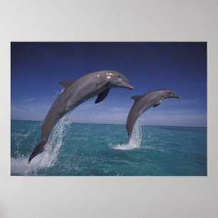 Karibik, Bottlenose Delphine Tursiops 8 Poster