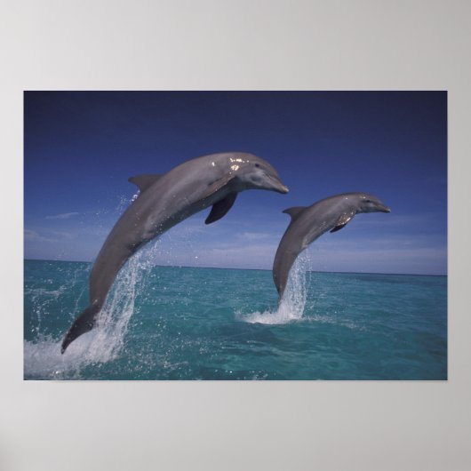 Karibik, Bottlenose Delphine Tursiops 8 Poster (Vorne)