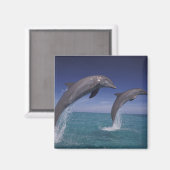 Karibik, Bottlenose Delphine Tursiops Magnet (Vorderseite/Rückseite)