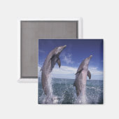 Karibik, Bottlenose Delphine Tursiops Magnet (Vorderseite/Rückseite)