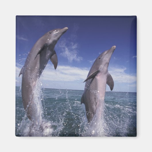 Karibik, Bottlenose Delphine Tursiops Magnet (Vorne)