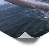 Karibik, Bottlenose Delphine Tursiops Poster (Ecke)