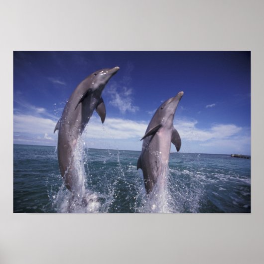 Karibik, Bottlenose Delphine Tursiops Poster (Vorne)