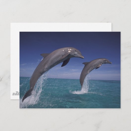 Karibik, Bottlenose Delphine Tursiops Postkarte (Vorne/Hinten)