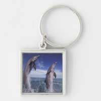 Karibik, Bottlenose Delphine Tursiops