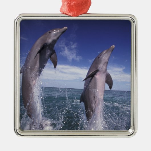 Karibik, Bottlenose Delphine Tursiops Silbernes Ornament (Vorne)