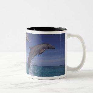 Karibik, Bottlenose Delphine Tursiops Zweifarbige Tasse