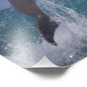 Karibik, Bottlenose Fotodruck (Ecke)