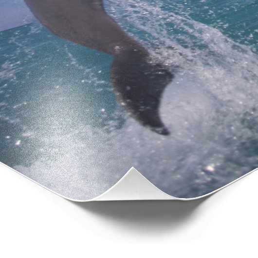 Karibik, Bottlenose Fotodruck (Ecke)