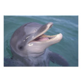 Karibik, Bottlenose Fotodruck (Vorne)