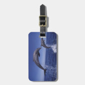 Karibik, Bottlenose Gepäckanhänger (Vorderseite vertikal)