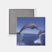Karibik, Bottlenose Magnet (Vorderseite/Rückseite)