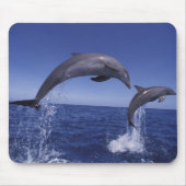 Karibik, Bottlenose Mousepad (Vorne)