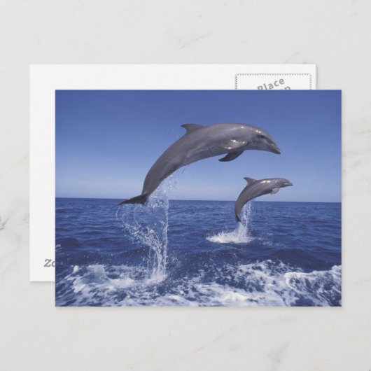 Karibik, Bottlenose Postkarte (Vorne/Hinten)