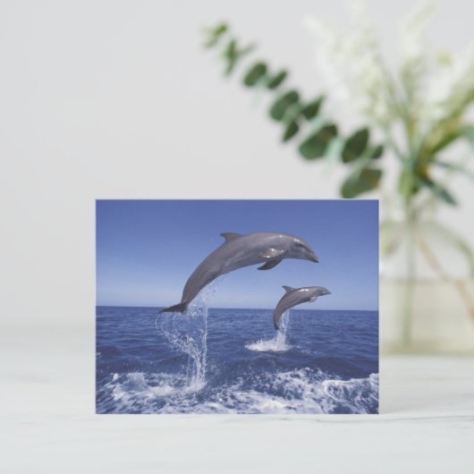 Karibik, Bottlenose Postkarte (Stehend Vorderseite)