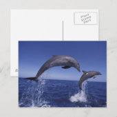 Karibik, Bottlenose Postkarte (Vorne/Hinten)