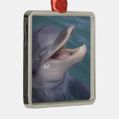 Karibik, Bottlenose Silbernes Ornament (Rechts)