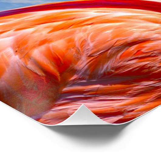 Karibik-Flamingo Poster (Ecke)