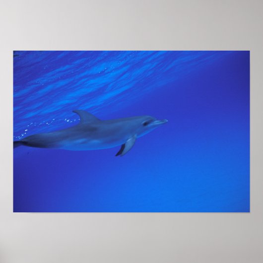 Karibik, Gepunkteter Delphin der Bahamas Poster (Vorne)