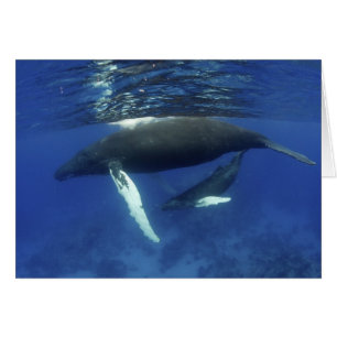 Karibik, Greater Antilles-Archipel,