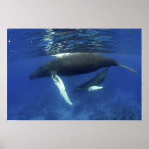 Karibik, Greater Antilles Archipel, Poster