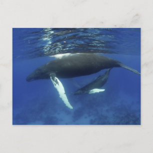 Karibik, Greater Antilles Archipel, Postkarte