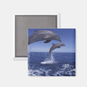 Karibik, Großer Tümmler Magnet (Vorderseite/Rückseite)