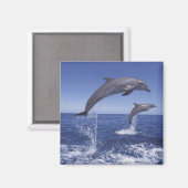 Karibik, Großer Tümmler Magnet (Vorderseite/Rückseite)