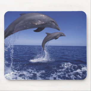 Karibik, Großer Tümmler Mousepad