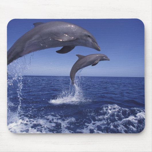 Karibik, Großer Tümmler Mousepad (Vorne)