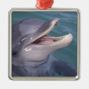 Karibik, Großer Tümmler Silbernes Ornament