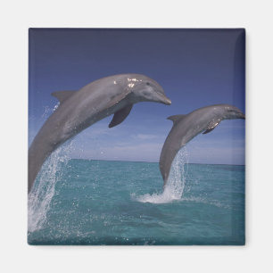 Karibik, Großer Tümmler Tursiops Magnet