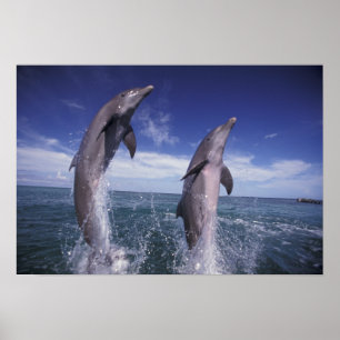 Karibik, Großer Tümmler Tursiops Poster