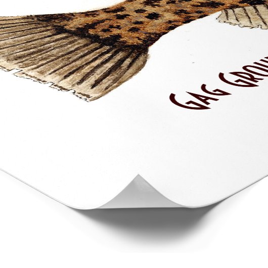 Karibik-Groupers Poster (Ecke)