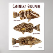 Karibik-Groupers Poster (Vorne)