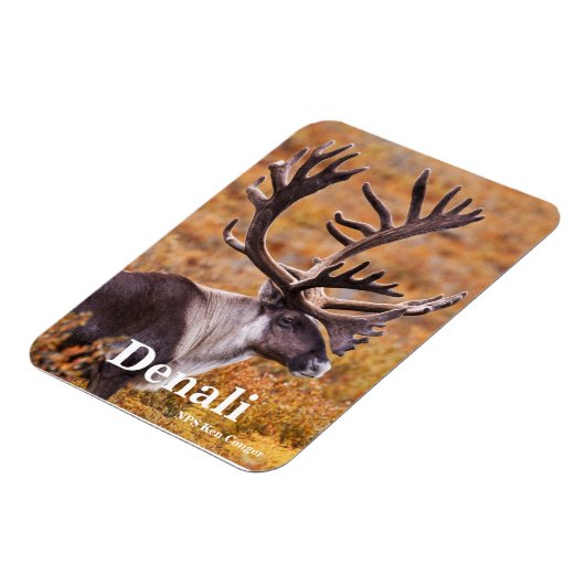 Karibik in Denali Magnet (Linke Seite)