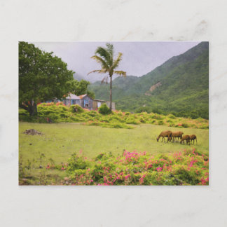 Karibik Island Sheep und traditionelle House Szene Postkarte