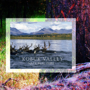 Karibik, Migrieren über den Kobuk River, Alaska Postkarte