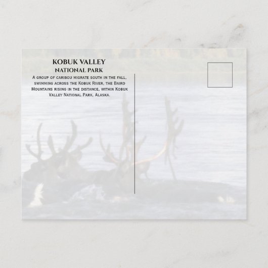 Karibik, Migrieren über den Kobuk River, Alaska Postkarte (Rückseite)