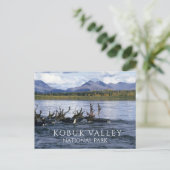 Karibik, Migrieren über den Kobuk River, Alaska Postkarte (Stehend Vorderseite)