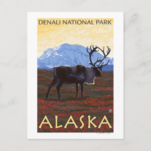 Karibik - Nationalpark Denali, Alaska Postkarte (Vorderseite)