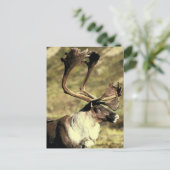 Karibik Postkarte (Stehend Vorderseite)