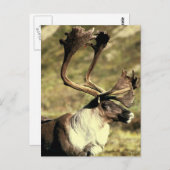 Karibik Postkarte (Vorne/Hinten)