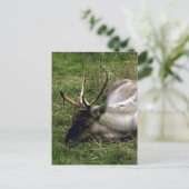 Karibik Postkarte (Stehend Vorderseite)