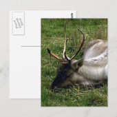 Karibik Postkarte (Vorne/Hinten)